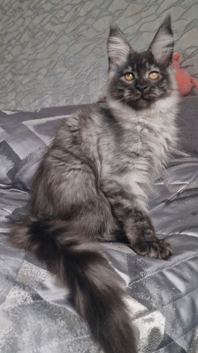 Мейн-кун котёнок полидакт