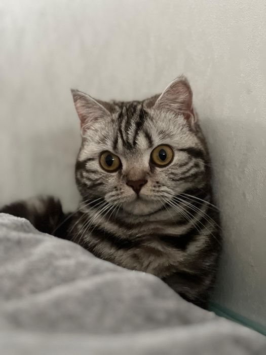 Отдам кошку в хорошие руки