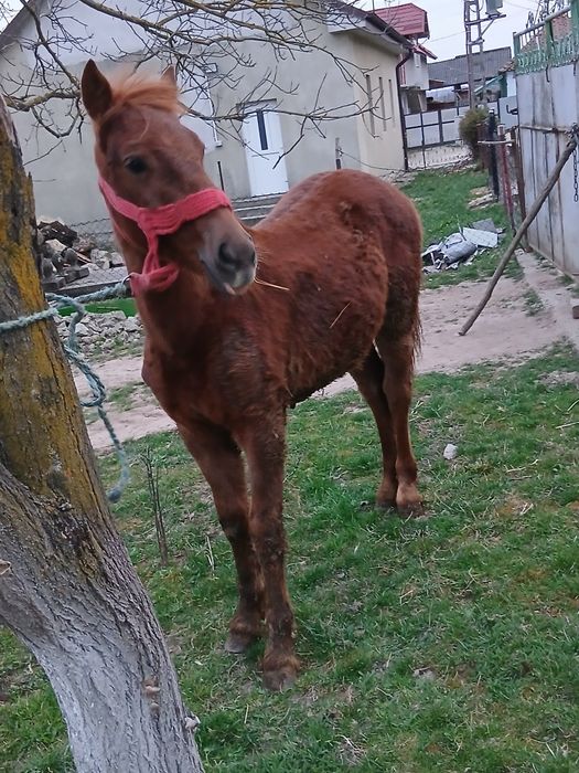 Mânz de vânzare de 8 luni