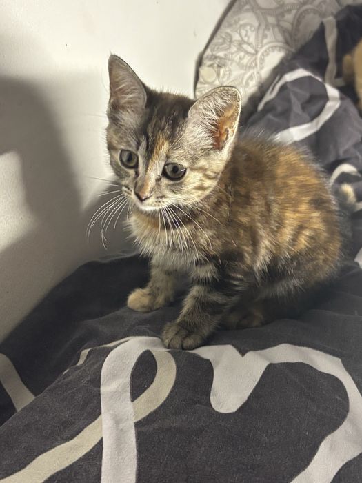 Котенок 3 месяца