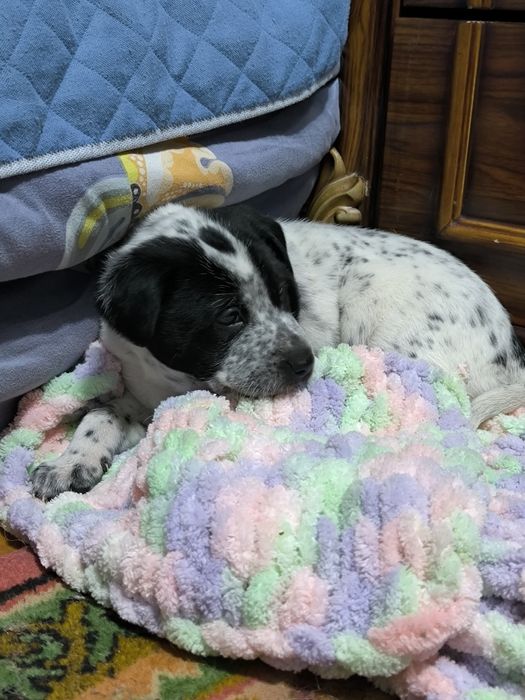 Щеночек в добрые руки!