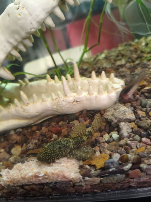 Анциструсы пара.. Рабочая.