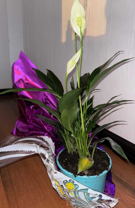 Женское счастье, спатифиллум