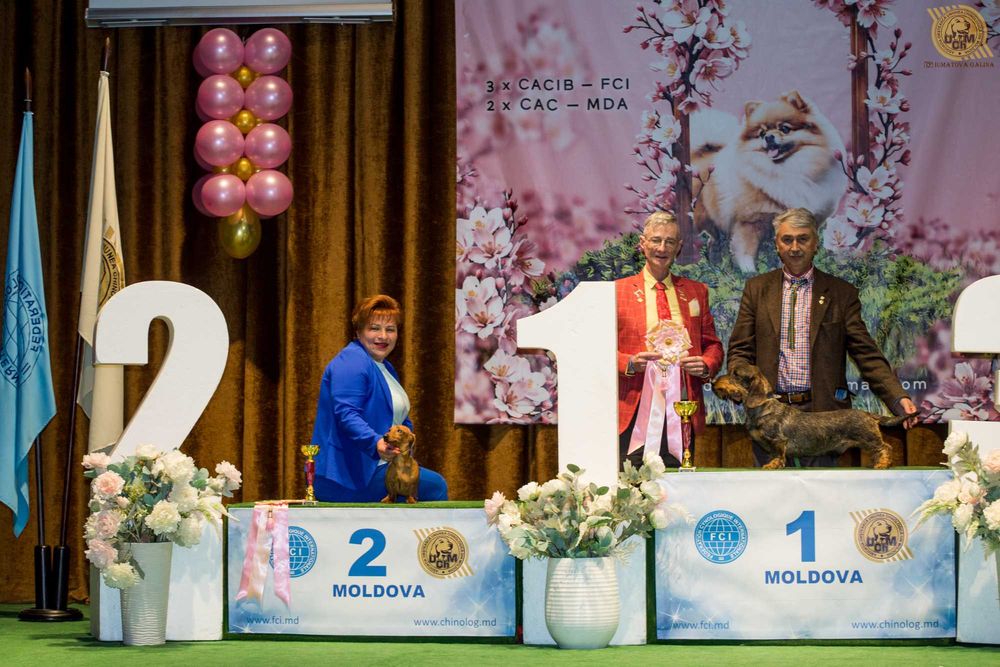 Pui Teckel Standard par Sarmos ( Dachshund Standard Rauhhaar )