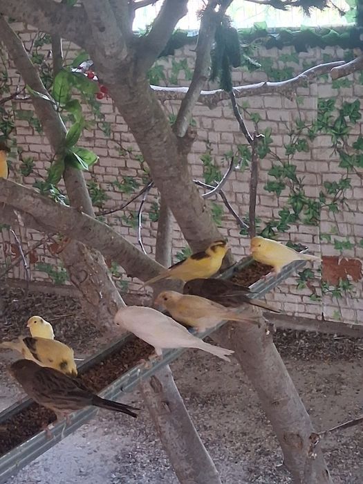 Vând canari care canta