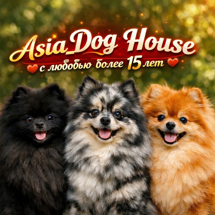 Представляем вашему вниманию шпицулек золотулек. Популярные окрасы