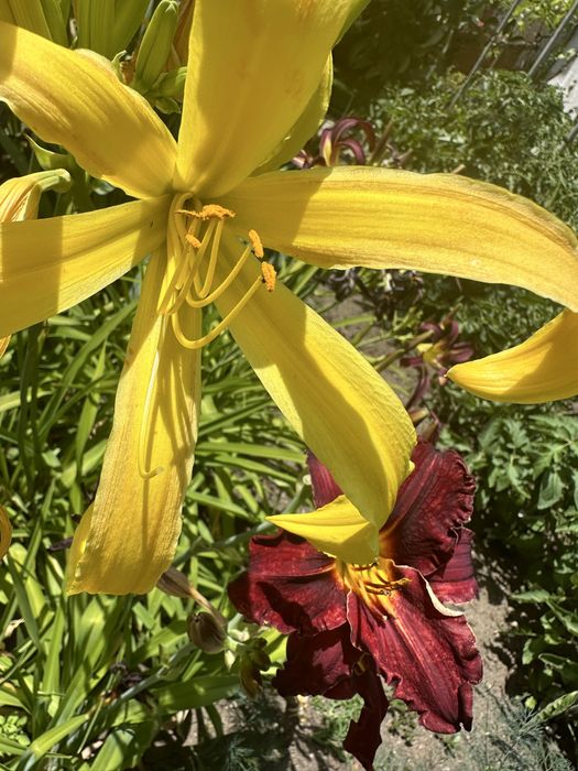 Хемерокалиси