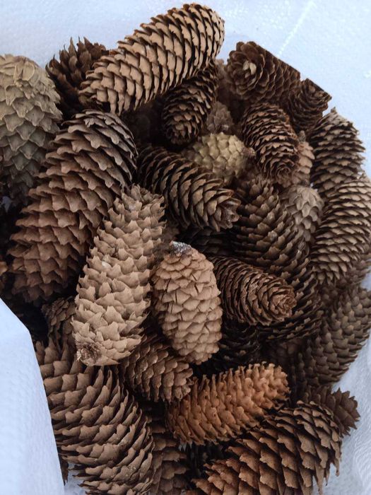 Шишарки от Черен, Бял и Морски бор, и Смърч за декорация