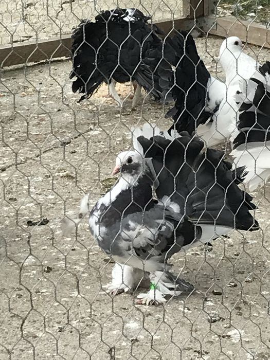 Porumbei Voltati / Rotati