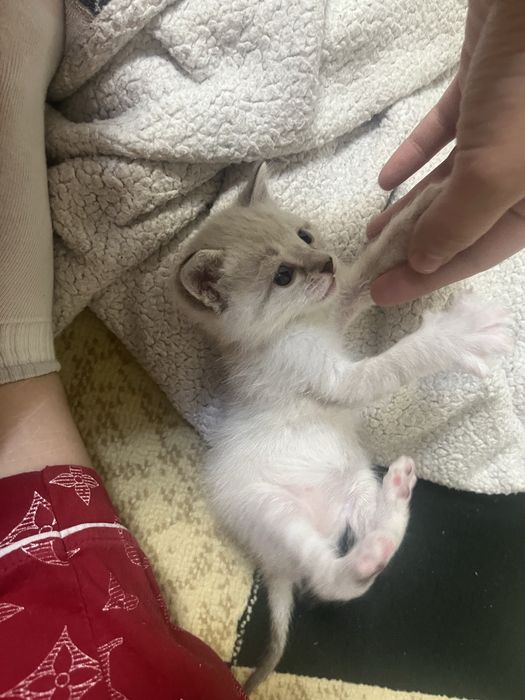 3 айлык мысык Алам деушілер болса