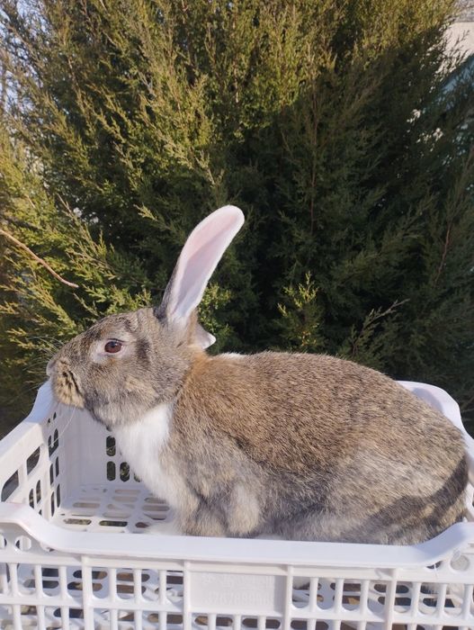 Продаются кролики