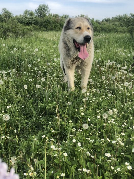 Кабель САО с документами для вязки!