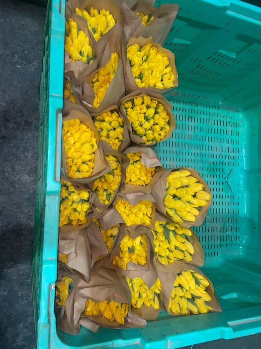 Предзаказ тюльпанов