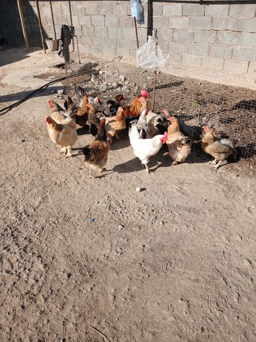 Срочна продам !!