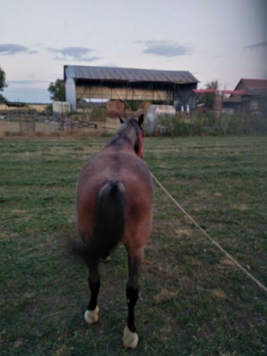 Vând iapă rasă semigrea