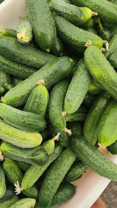 Продам огурцы сорт Кураж