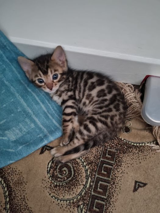 Продам бенгальских котят