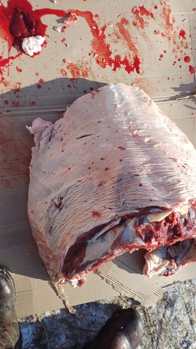 Согым семиз кашар 3300 тг кг