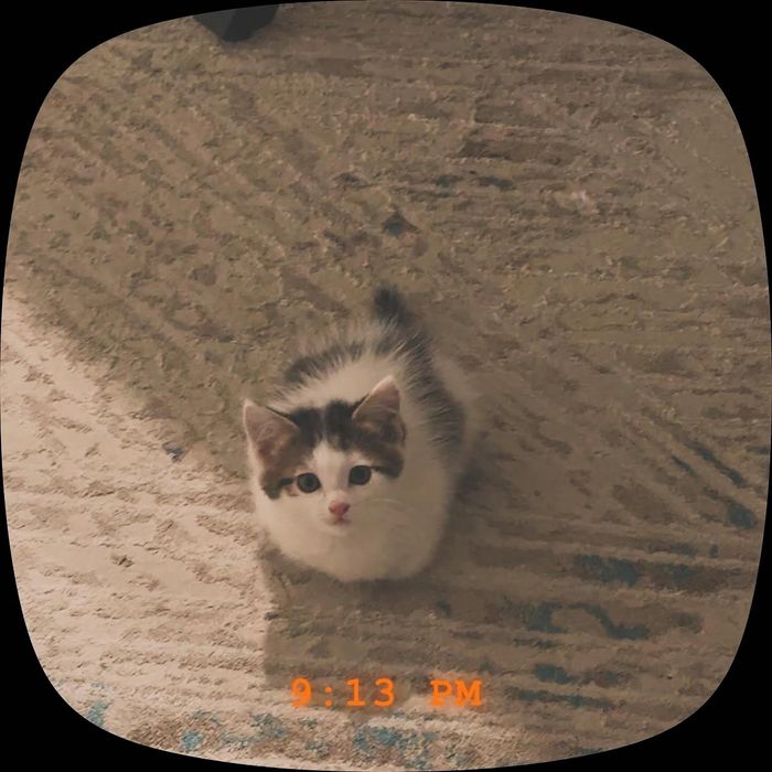 1-месячный котёнок-мальчик