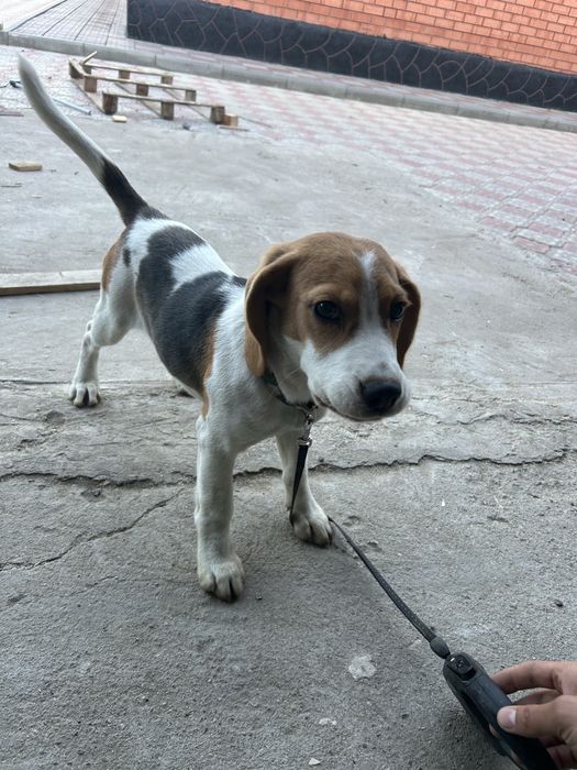 Собака парода бигль 3 мес