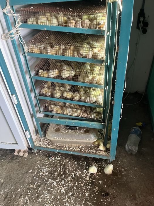 Сарыағашта бройлердің балапандары сатылады