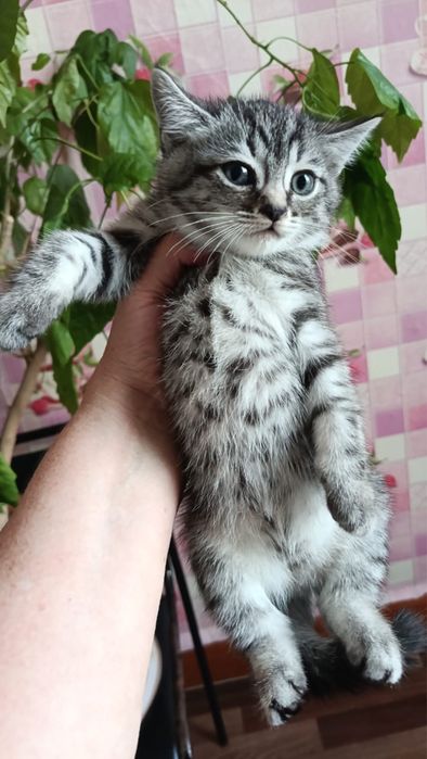Пристраиваем котят !!!