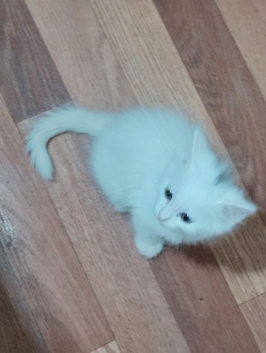 Котёнок белый в добрые руки