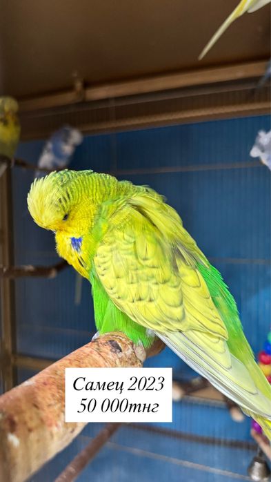 Выставочные попугаи чехи