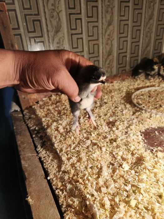 Brama jo'jalar sotiladi