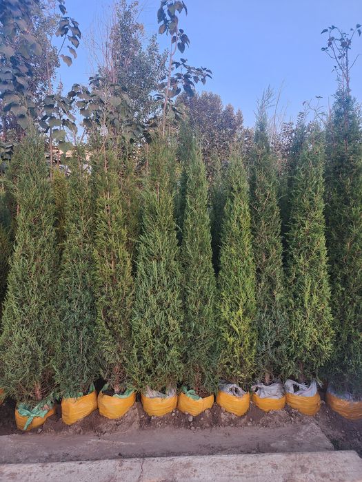 Xar xil turdagi kuchatlar bor boshlangʻich narx 70 mingdan