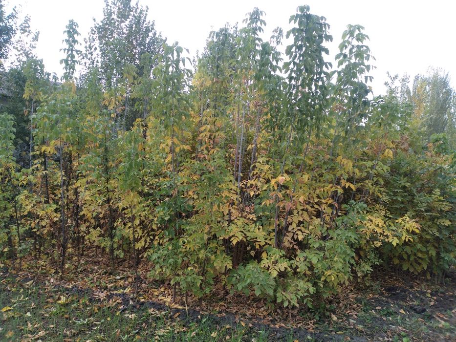 Павлония туя Сасна каталпа ясин