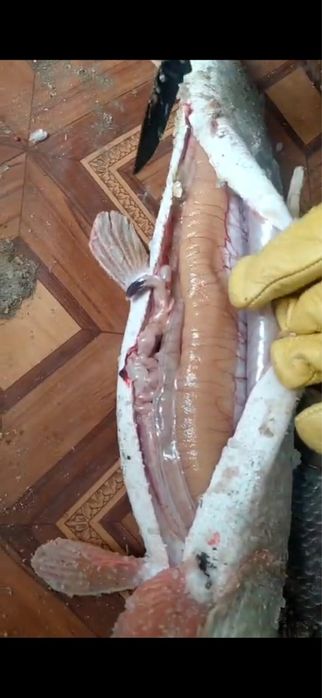 Свежая рыба.   .