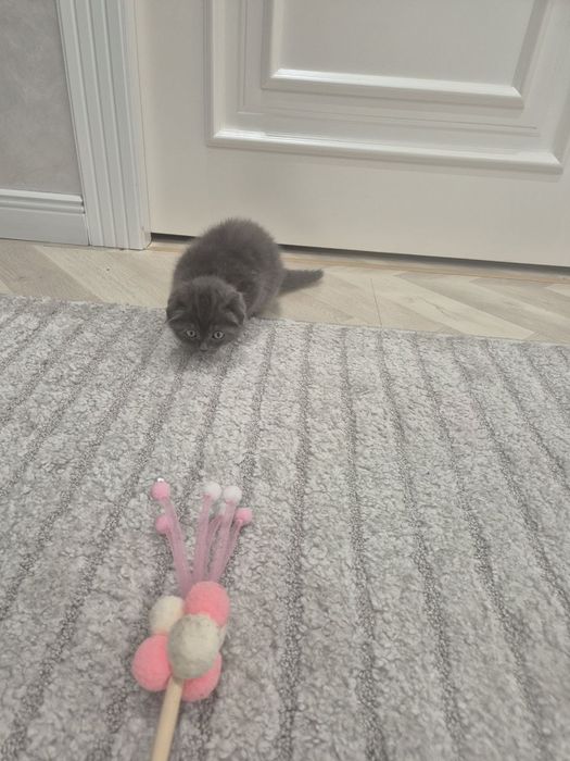 Mushuk sotiladi hamma narsasi bilan 150$