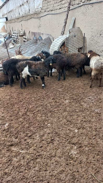 Тоқты қошқарлар!