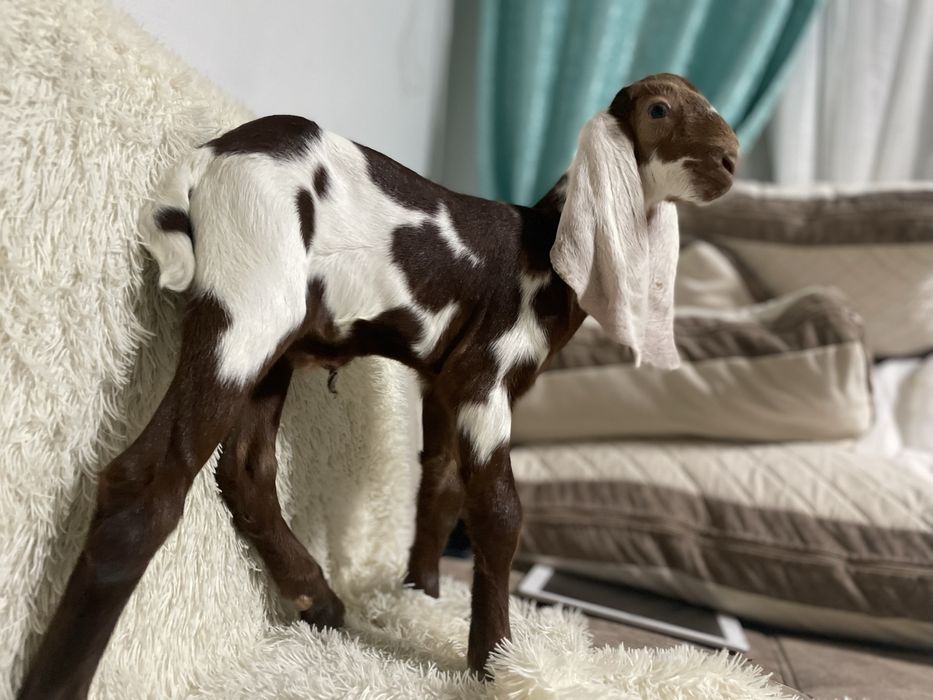 Козлик % камори