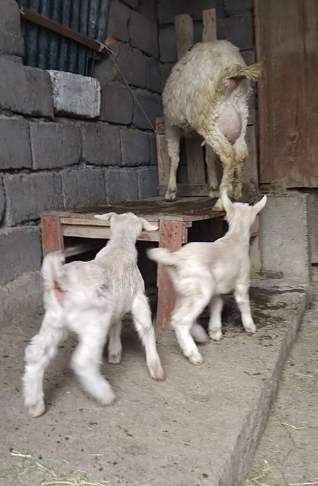 занен саунды ешкі сатылады
