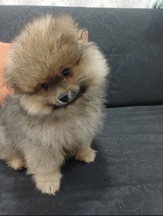 Продаеться чистокровный помиранский