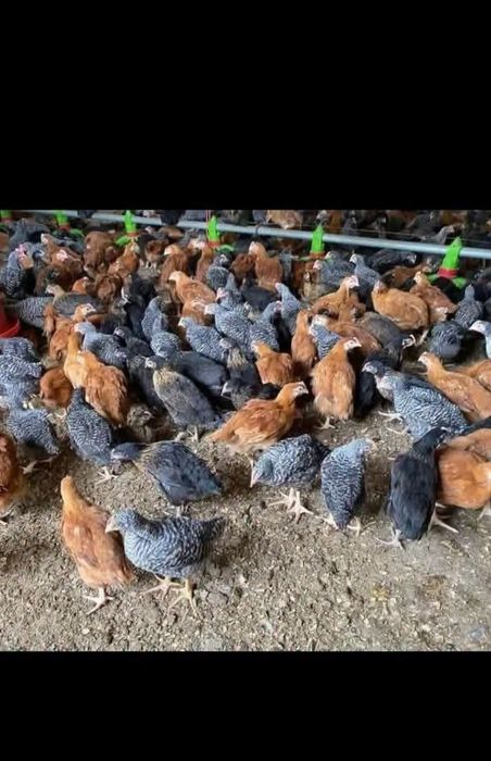 Puii de rasa mixta si carne