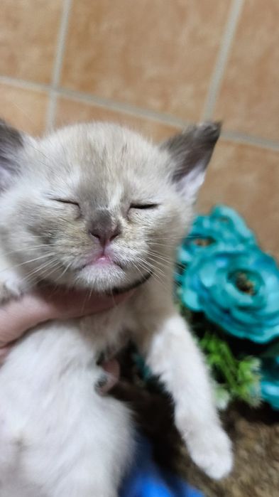Бурма котёнок,  Шампань , девочка