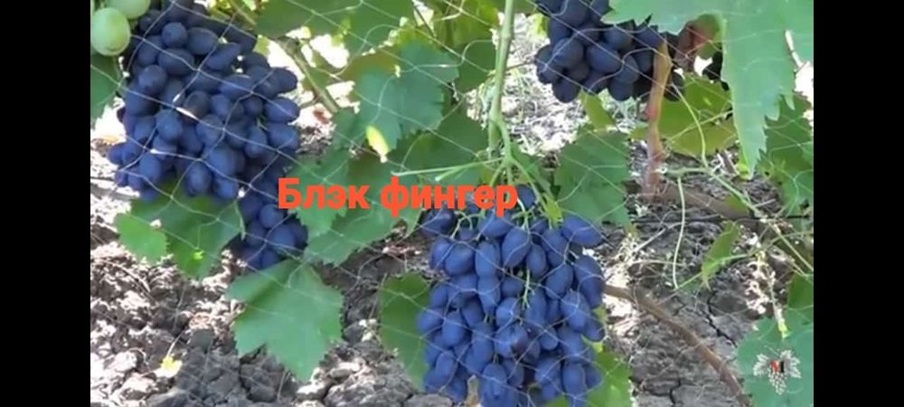 Виноград разных сортов