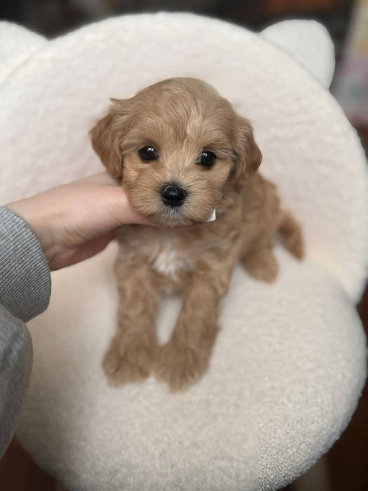 Мальтипу мини Бронь открыта