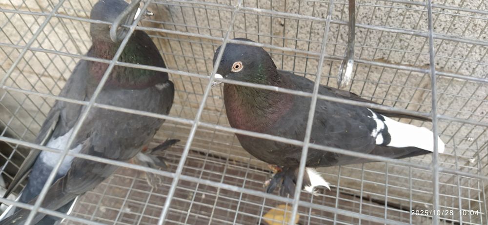 Молодая пара Такла гибрид