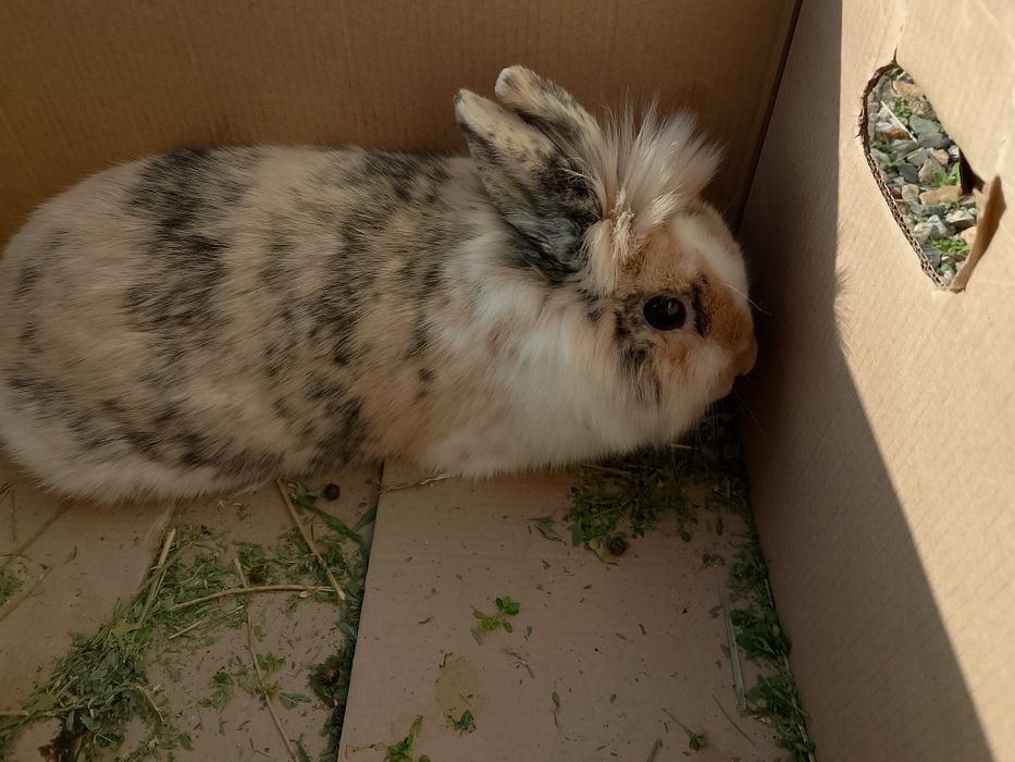 Декоративные кролики