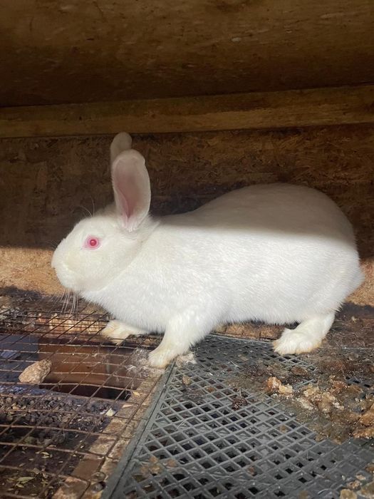 Взрослые кролики