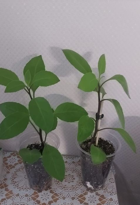 Джинура   продам