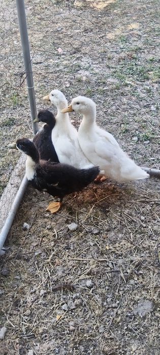 Boboci de rată (de carne)