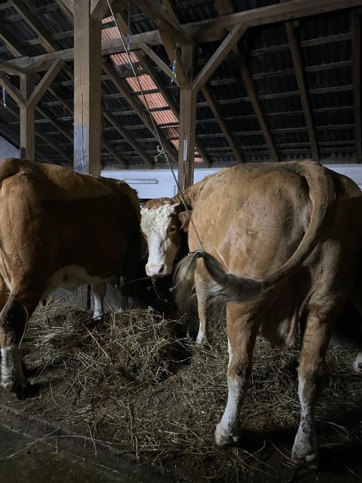 Vand 12 vaci de lapte