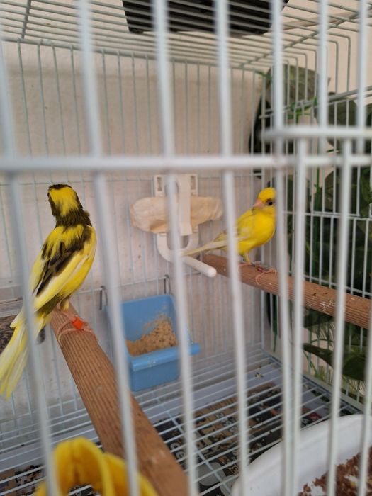 Canari de vânzare