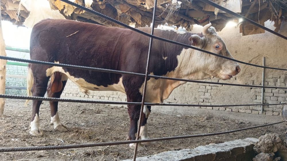 Buqalar sotiladi jivoy vesga eng kichkinasi 450 kottasi 600+650 kilo