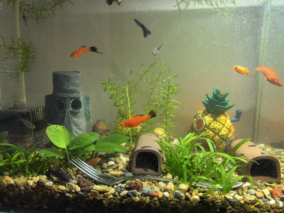 Анциструс мальки